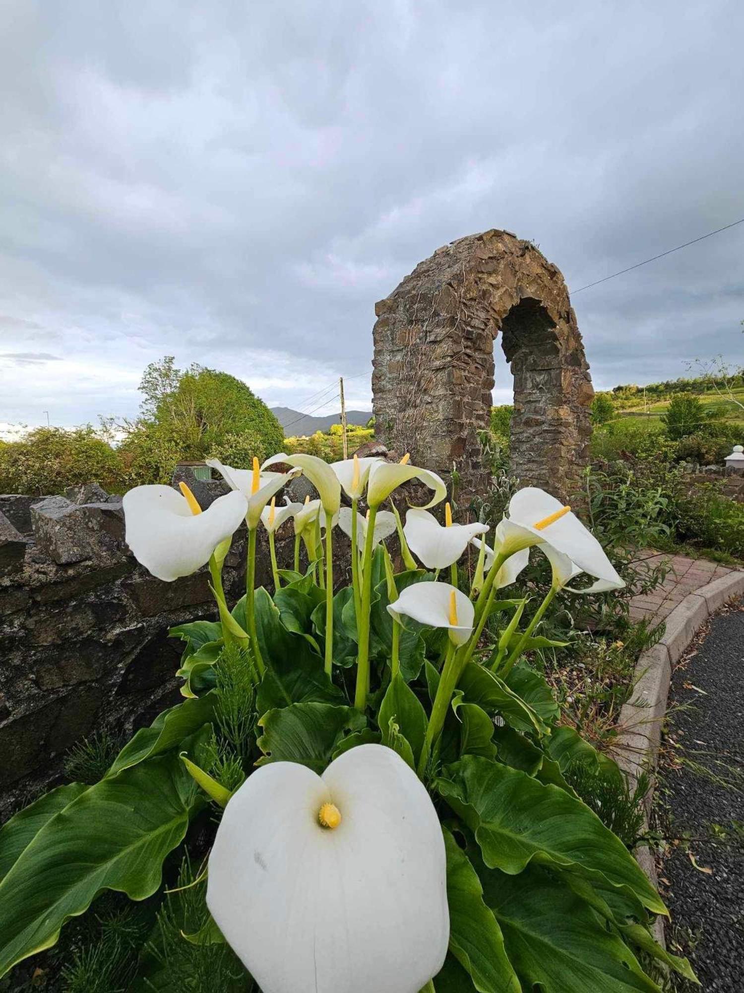 Croi Beag Luxury Studio Dundalk Bagian luar foto